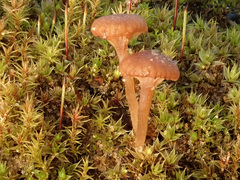 Omphalina galericolor