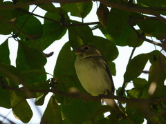 Sporophila peruviana