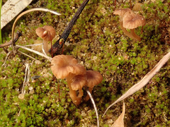 Omphalina galericolor