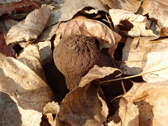 Geastrum melanocephalum