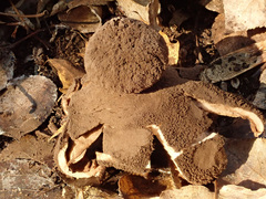 Geastrum melanocephalum