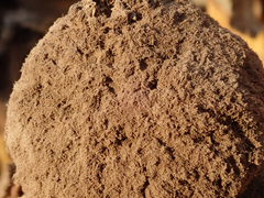 Geastrum melanocephalum