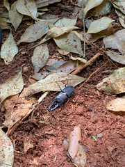 Coleoptera