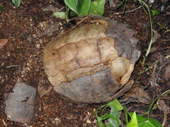 Chelydra rossignonii