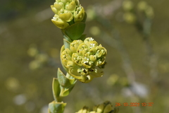 Thesium euphorbioides