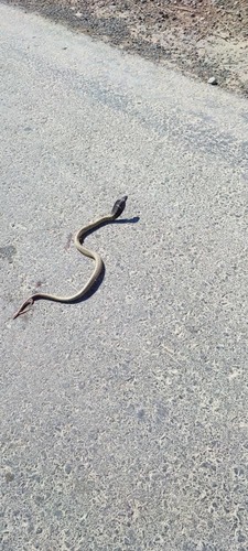 Egyptian Cobra