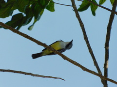 Tyrannus niveigularis