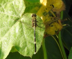 Orthetrum sabina