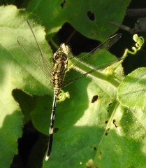 Orthetrum sabina