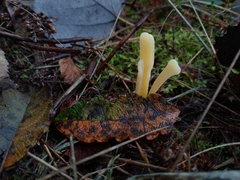 Clavaria argillacea