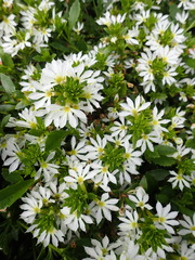 Scaevola