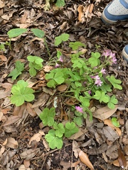 Oxalis articulata rubra