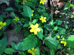 Chrysogonum