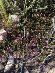 Indigofera mundiana