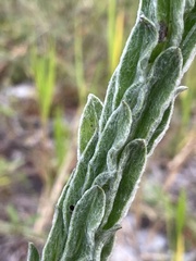 Chrysopsis floridana var. highlandsensis image