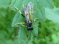 Tenthredo maculata