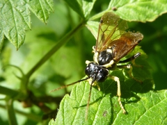 Tenthredo diana