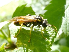 Tenthredo diana