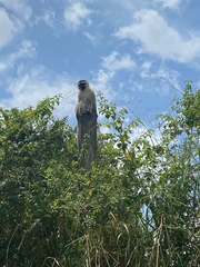 Chlorocebus tantalus