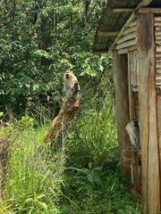 Chlorocebus tantalus