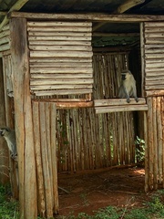 Chlorocebus tantalus