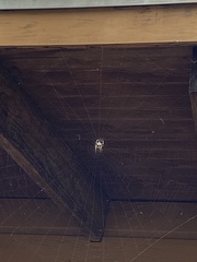 Araneus bicentenarius