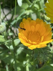 Toxomerus vertebratus