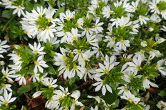 Scaevola