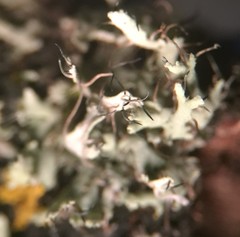 Physcia
