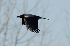 Corvus cornix