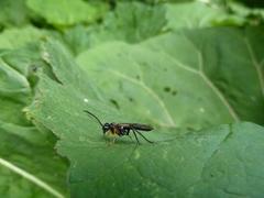 Tenthredo mandibularis