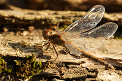Sympetrum striolatum