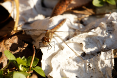 Sympetrum striolatum