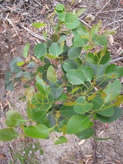 Eucalyptus cladocalyx