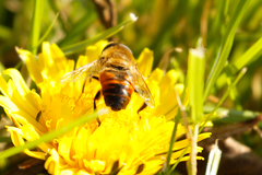 Eristalis tenax