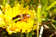 Eristalis tenax
