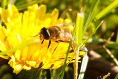 Eristalis tenax