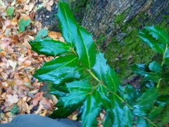 Ilex colchica