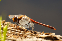 Sympetrum striolatum