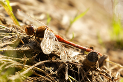 Sympetrum striolatum