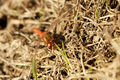 Sympetrum striolatum