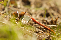 Sympetrum striolatum