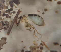 Puliciphora