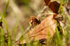 Sympetrum striolatum