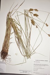 Carex adusta