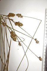 Carex adusta