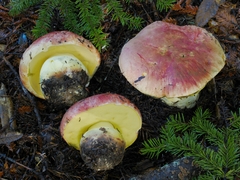 Butyriboletus autumniregius