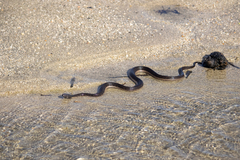 Thamnophis validus celaeno