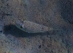 Torquigener flavimaculosus
