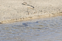 Thamnophis validus celaeno